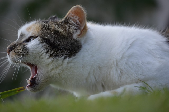 のびのびとした猫